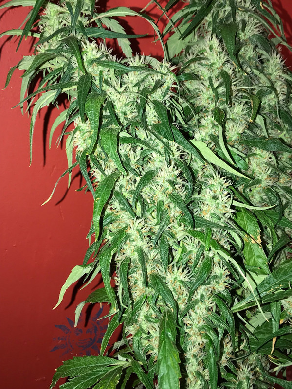 B957F826-3114-4EDD-85C7-A99EF072813B