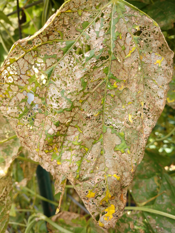 R34 Oaxacan Cream IMG_20200828_140244147