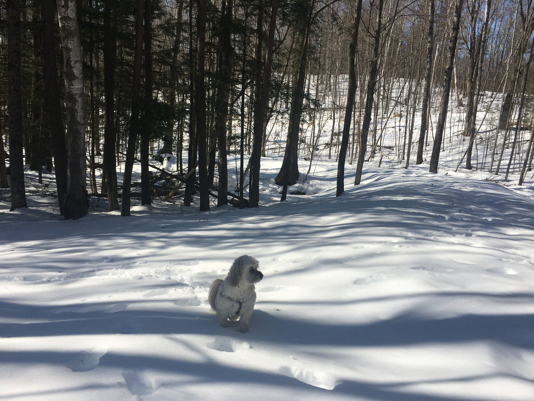 LOL! dog park for introvert dogs Democratic Underground