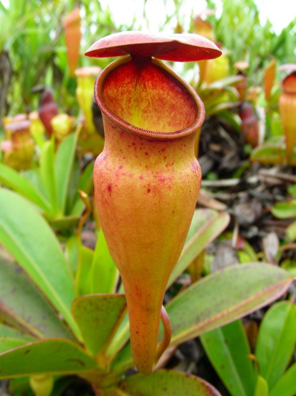 5 Rupias. Seychelles (2016) Nepenthes-pervillei-pitcher