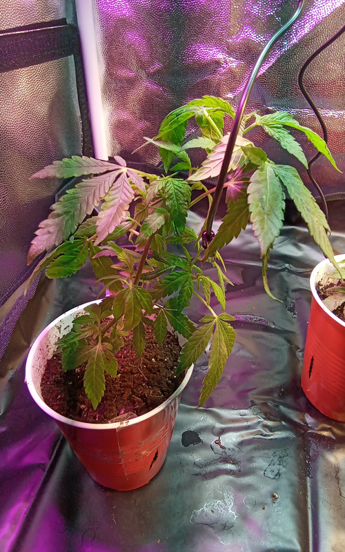 IMG_20211210_220911_242