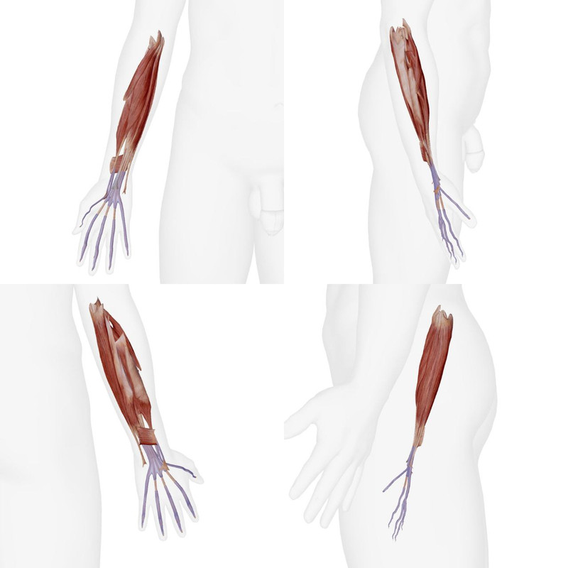 Articulations du Pied