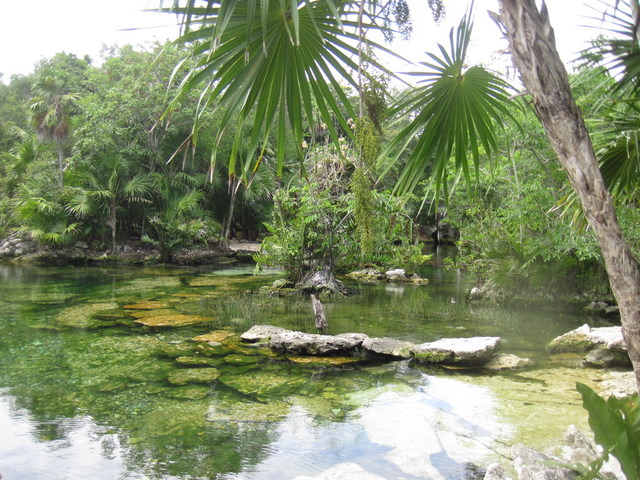 Vídeo Cenote Manatí, Riviera Maya, México ✈️ Foro Riviera Maya y Caribe Mexicano