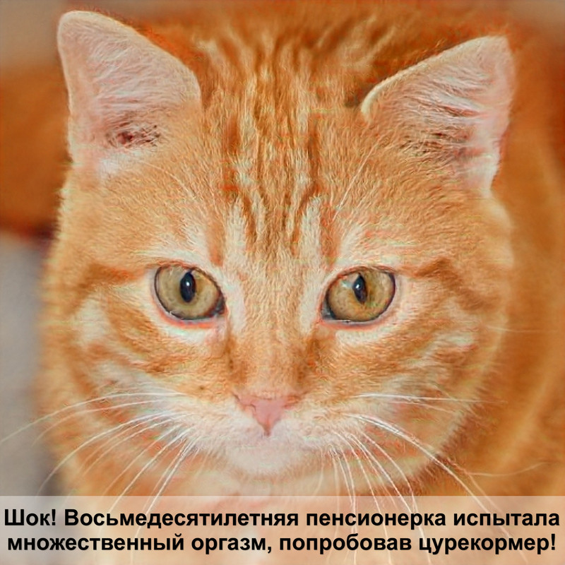 шотландская кошка черепаховый окрас