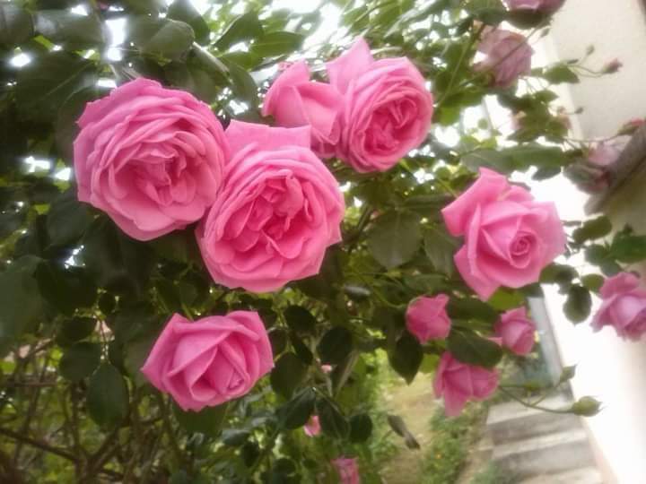 FB-IMG-1715573663917