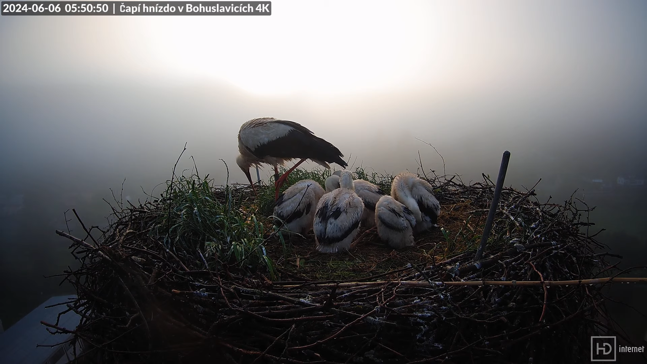 Živě z čapího komína firmy KARA v Bohuslavicích u Trutnova 1-17-45 screenshot