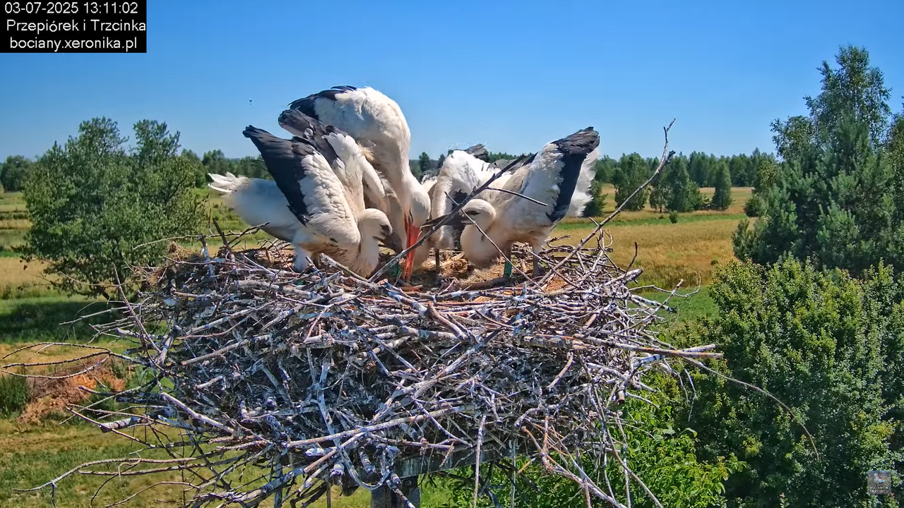 03072025bociany34