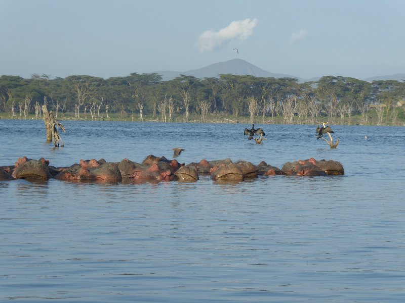 Un poquito de Kenia: Lagos Naivasha y Nakuru, Samburu y Masai Mara - Blogs de Kenia - PARQUE NACIONAL DE LAGO NAIVASHA (5)