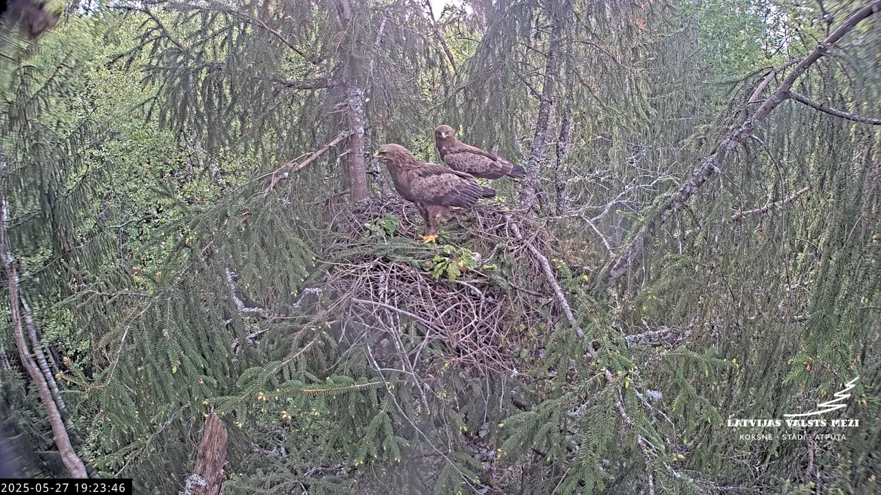 LVM mazais ērglis Lisiņa, egle2 – Lesser Spotted Eagle 11-0-41 screenshot