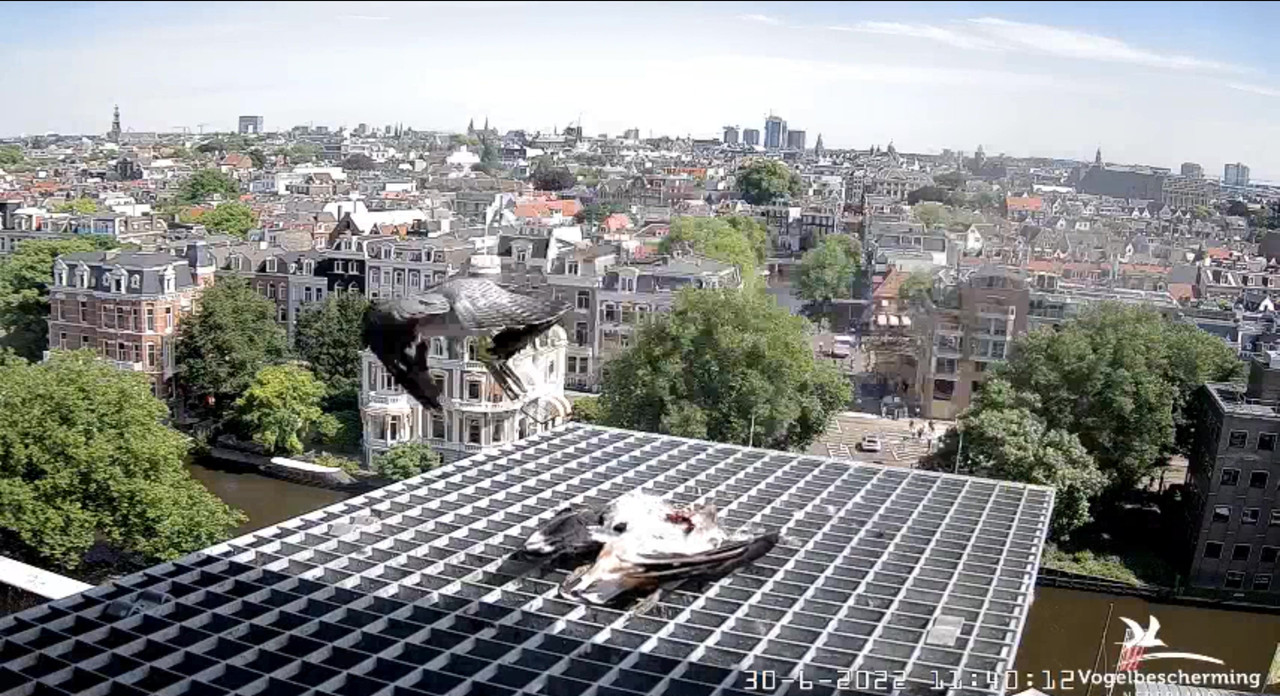 Amsterdam/Rijksmuseum screenshots © Beleef de Lente/Vogelbescherming Nederland - Pagina 35 Video-2022-06-30-114149-Moment-3