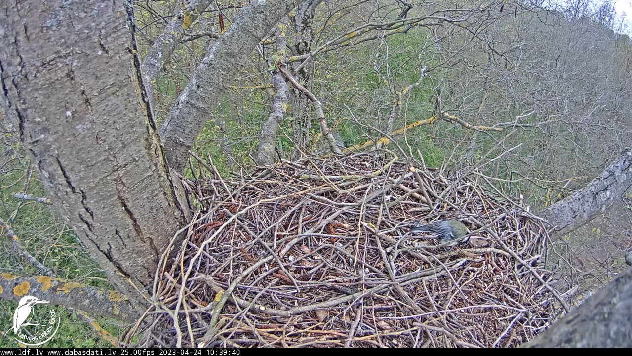 Vistu vanags (Accipiter gentilis) Rīgā - LDF tiešraide __ Goshawks, Riga, Latvia 7-11-15 screenshot 