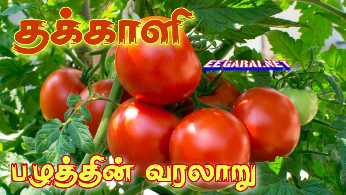 தக்காளி பழத்தின் வரலாறு Tomato