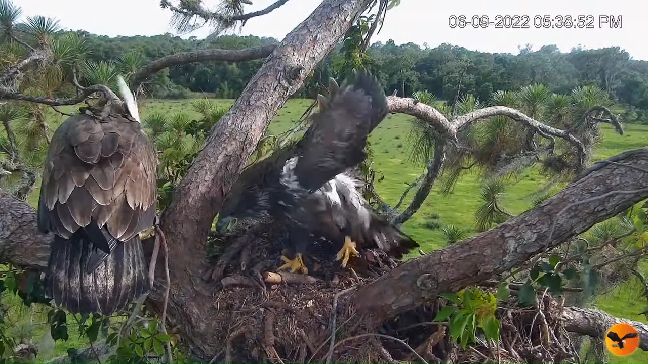 EC Nest Cam 15-12-20 screenshot (1)