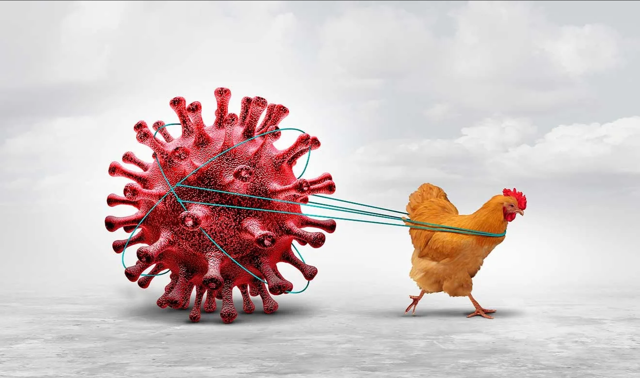 Gripe aviar podría mutar e infectar a humanos: OMS