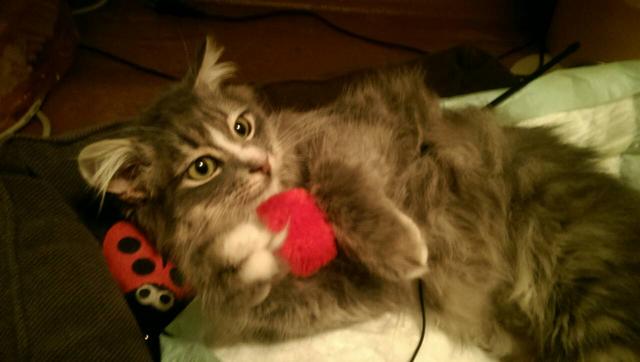 IMG-ff817b6bab9605931dbff752210d466e-V