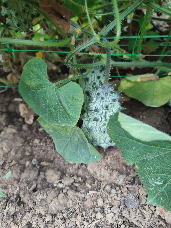 [Слика: IMG-20220731-142046.jpg]