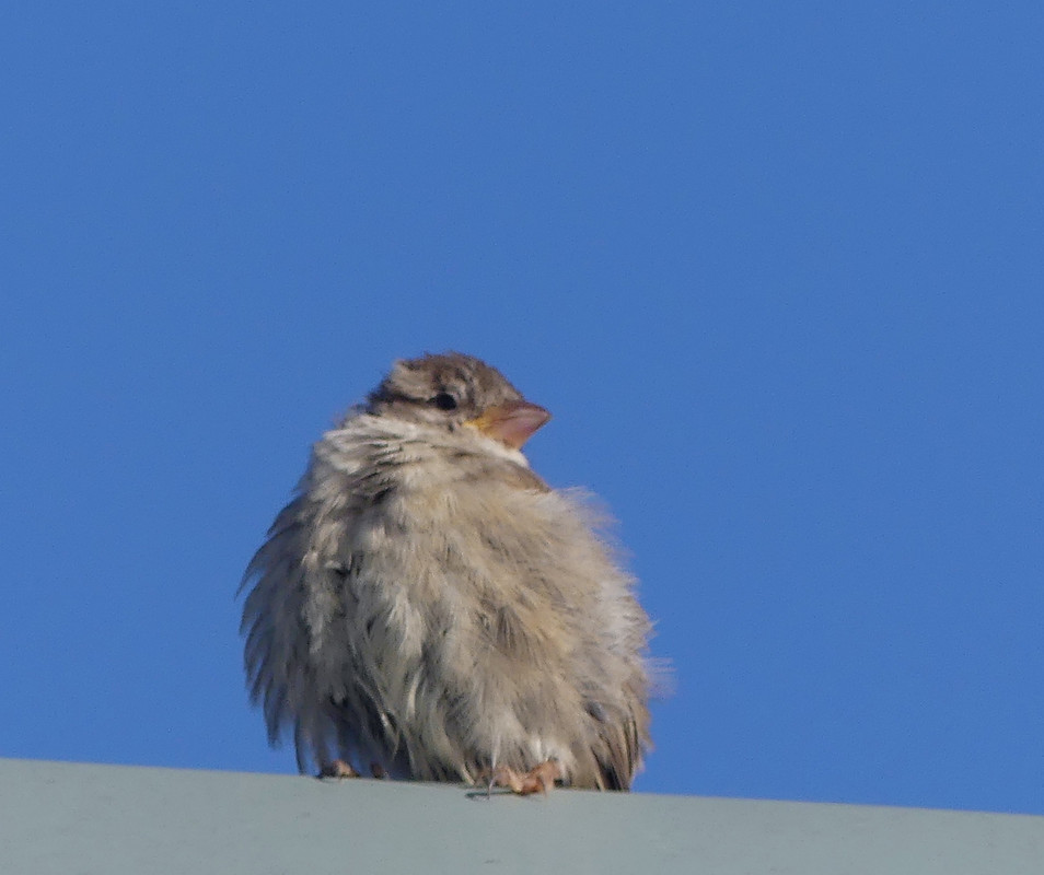 SPARROW 2