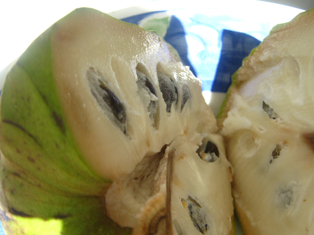 chirimoya_-la-salida-chile_2-20141011T102547