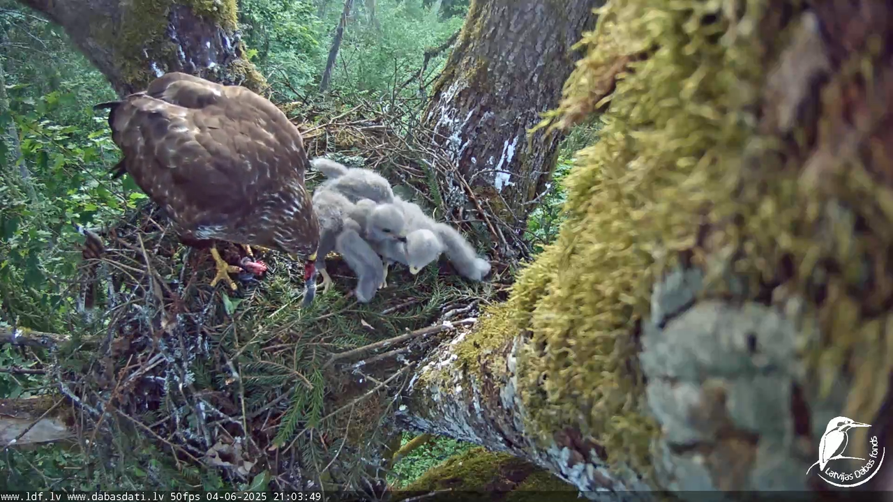 Melnās klijas (Milvus migrans) Kurzemē_ peļu klijāni (Buteo buteo) 14-28-9 screenshot