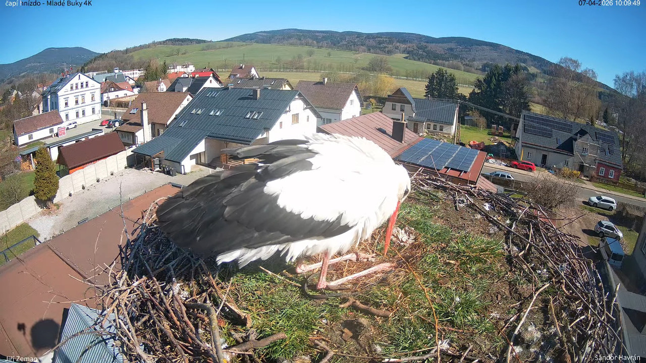 Tiešraides kamera Mladé Buky stārķa ligzda 4K 13 50 44 screenshot (1)