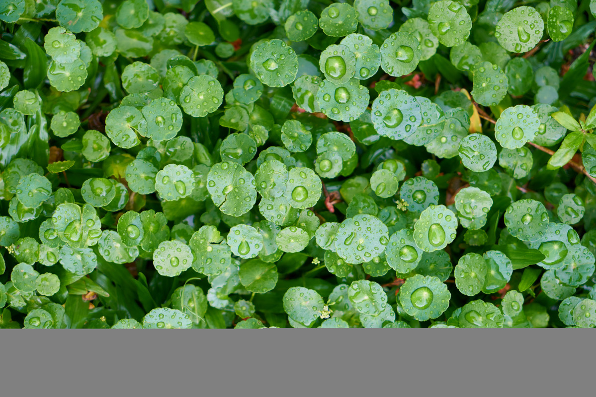 Bacopa