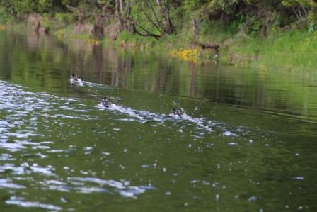 Лозьва 2013 152