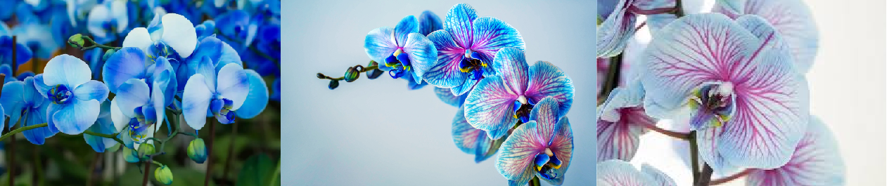 https://i.postimg.cc/90yRWJhb/Orchid-e-bleue.png