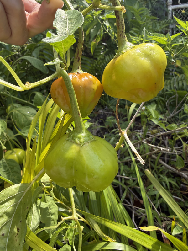Peppers 4 26a