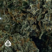 cannabis plants