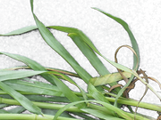 [Image: P62495-Select.png]