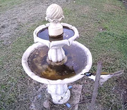 OliveBacked_or_BlueCheeked Honeyeater_001