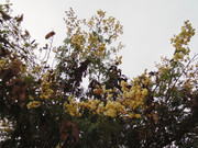 30.6.suburban blooms VI