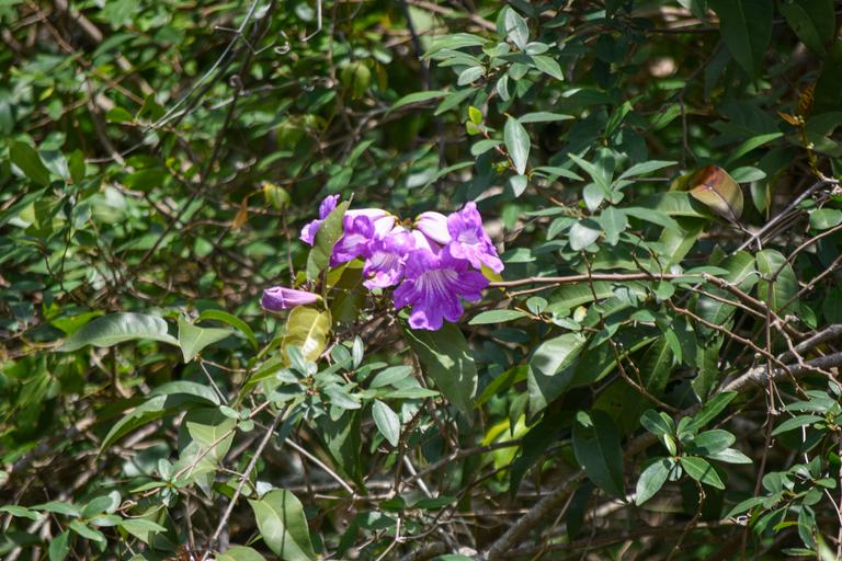 В джазе только девушки или аргентинско-бразильский калейдоскоп В джазе только девушки или аргентинско-бразильский калейдоскоп