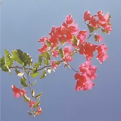 Hilary-Geddes-Redleaf-WEB-2026-ENRi-CH.j