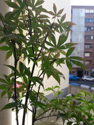 bonsai - Enfermedad bonsai? 20200724-185154