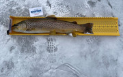 [Image: LSW-Brown-trout-20half.jpg]