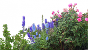 flowered_garden_png_06_by_hermitcrabstock_d4gyheh.md