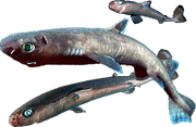 pygmy shark