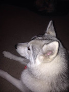 19884333_1706053743033684_3446854228096523837_n