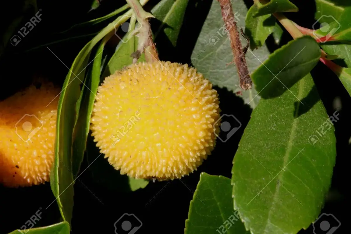 65378091-arbutus-unedo-erdbeerbaum-kleiner-immergrüner-baum-mit-grünen-gezackten-blättern-glockenblu