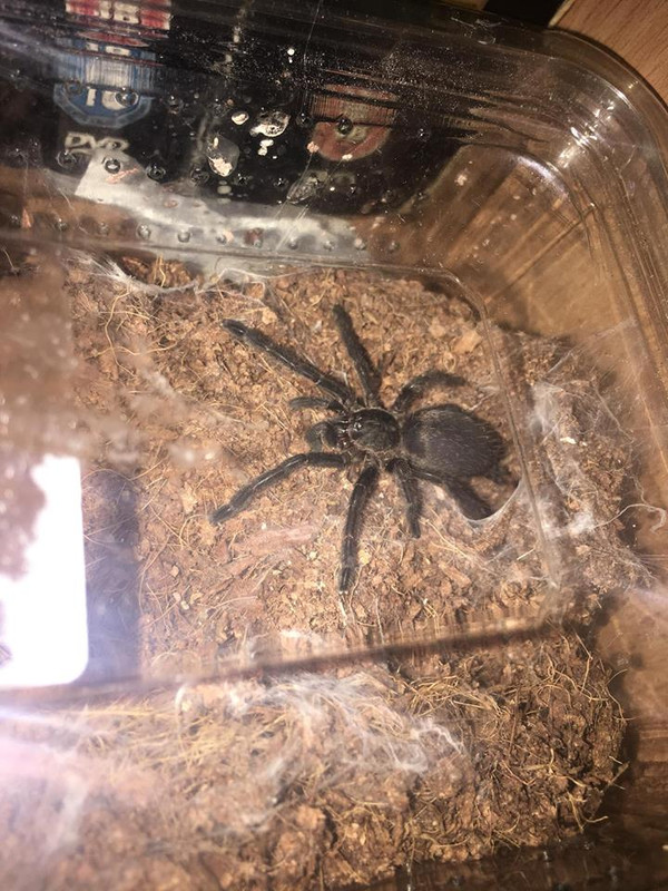 36064188_10160611562730602_3106900340297957376_n