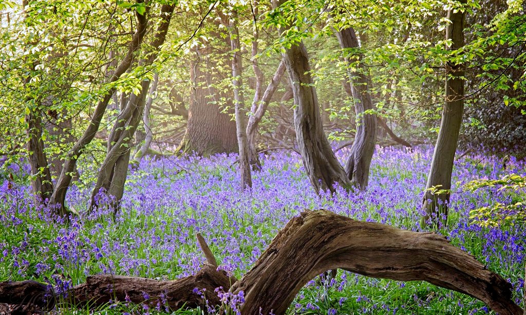 bluebell-woods-5-HD.jpg