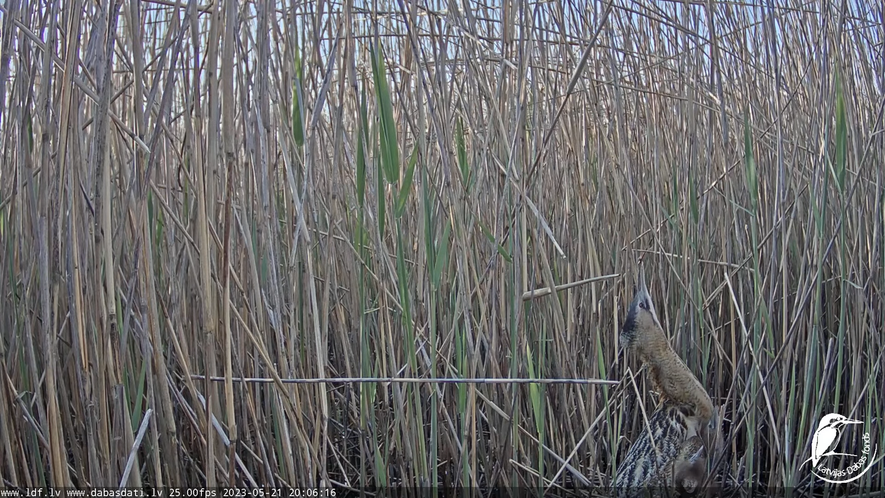 Lielais dumpis (Botaurus stellaris) Engurē - LDF tiešraide 12-42-16 screenshot