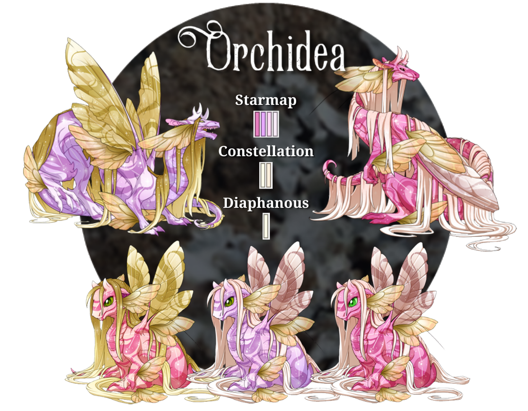 FR-Orchidea-PNG.png