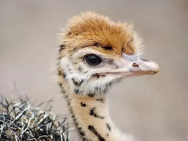 [Image: ostrich-facts-with-pictures-and-video-66...98390.webp]