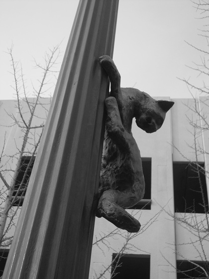 3-cat-on-pole-Asheville-urban-trail