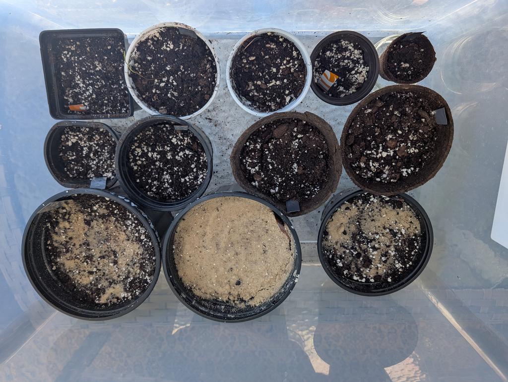 seedling setup