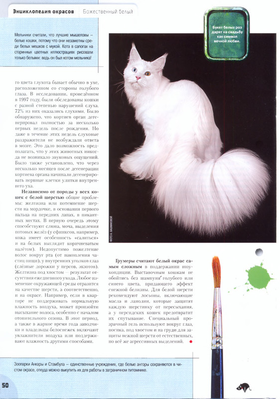 Moj-drug-koshka-2012-07-52