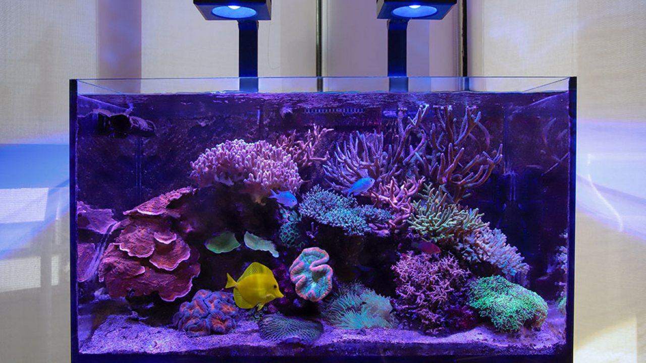 Reef-LED-Light-with-Tank-2-1280x720.png