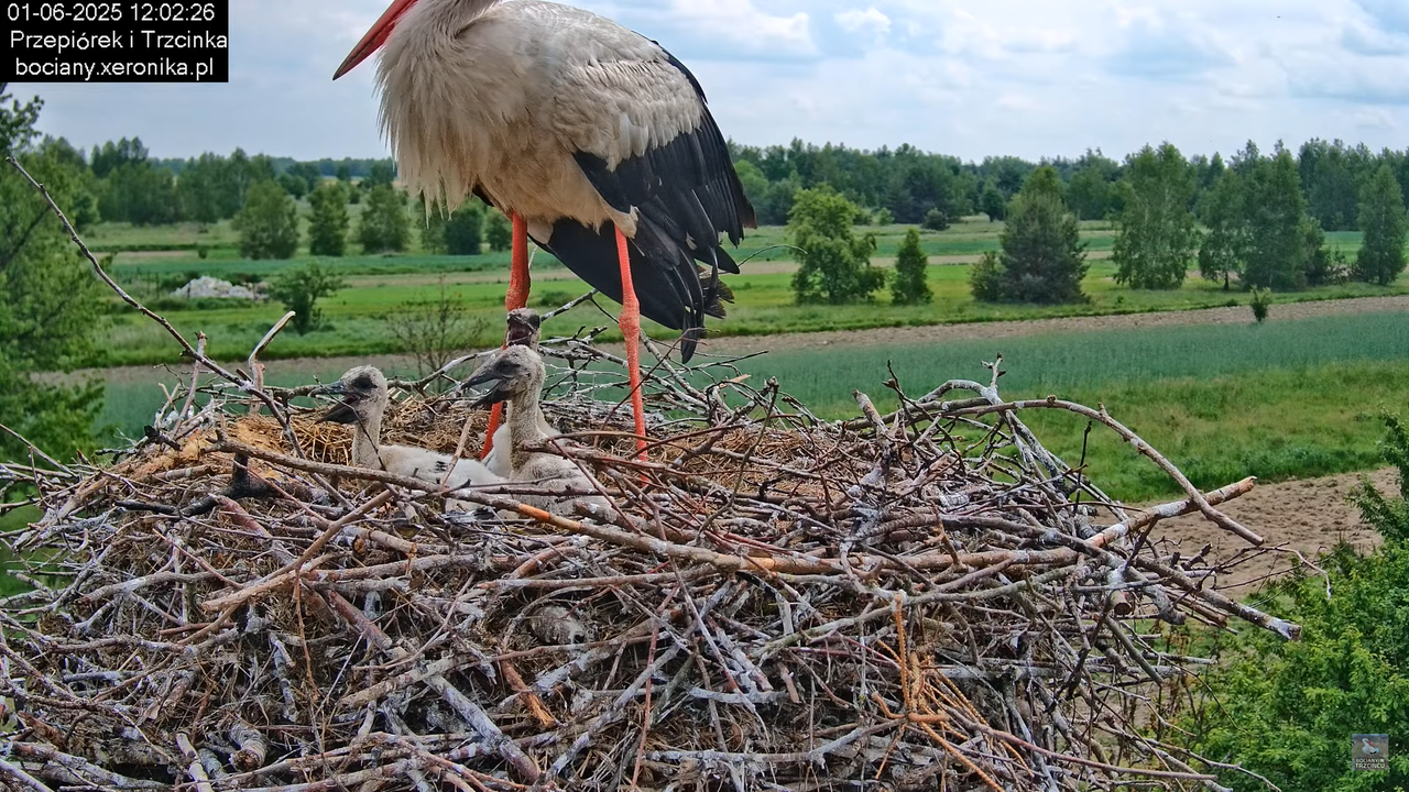 01062025bociany22